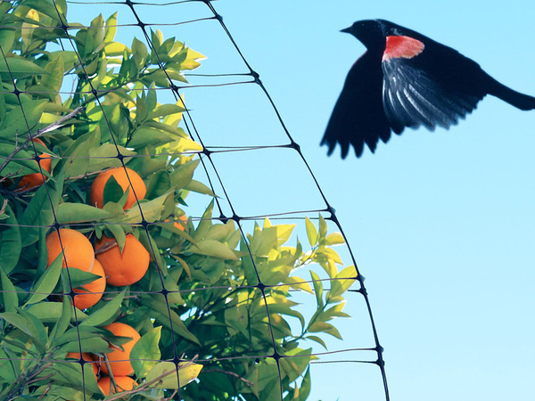 Bird netting bird netting strong 4x6m