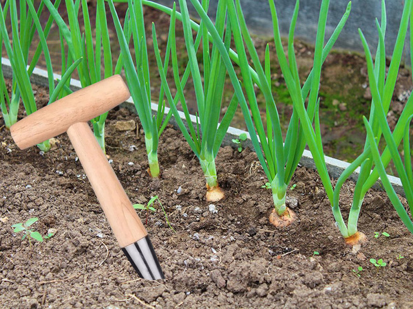 Planting pick for planting bulbs garden skewer wooden measure