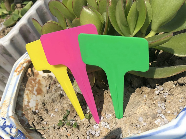 Descripción de la planta etiquetas semillas características 50pcs