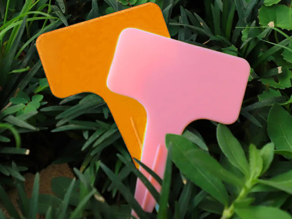 Etichete descriere plante caracteristici semințe 50pcs