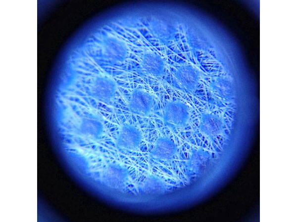 Microscopio lupa joyero 60x led uv profesional