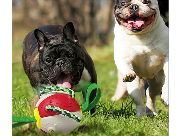 Jouet pour chien frisbee balle disque volant jouet à mâcher