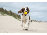 Juguete para perro squeaky dog chew pelota de goma squeaker pelota de goma