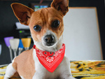 Dog collar with bandanna for dog cat l