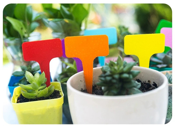 Plant description labels seeds characteristics 50pcs