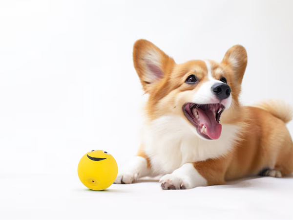 Jouet pour chien couineur chien mâche balle en caoutchouc couineur balle en caoutchouc