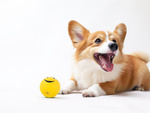 Jouet pour chien couineur chien mâche balle en caoutchouc couineur balle en caoutchouc