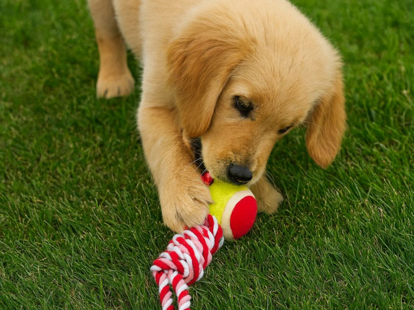 Jouet chien jouet corde corde forte balle