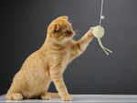 Cat toy fishing rod ball rattle play toy