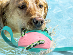 Jouet pour chien frisbee balle disque volant jouet à mâcher