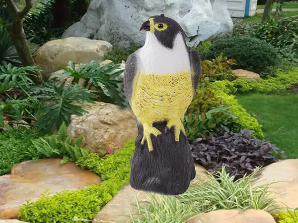 Halcón ahuyentador de aves estorninos palomas ratones grandes
