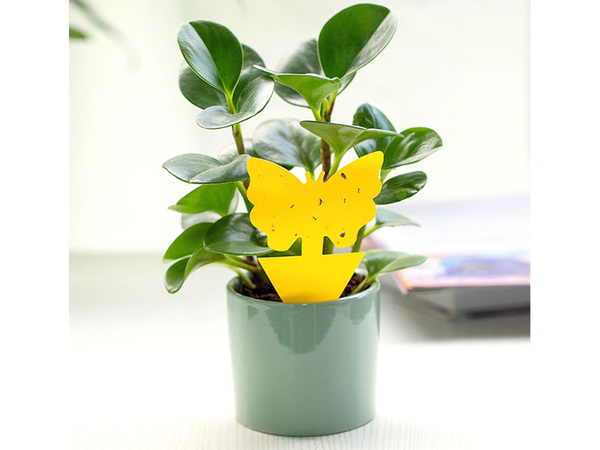 Stickere galbene lipicioase galbene pentru insecte de scară muște de fructe 12 buc