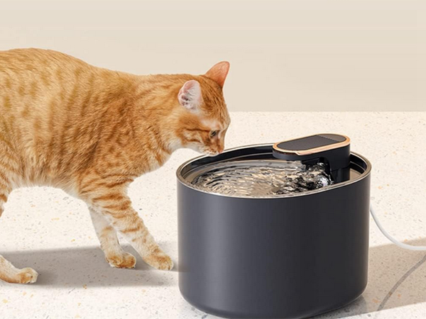 Abreuvoir automatique pour chat fontaine d'eau pour chien filtres bol d'eau