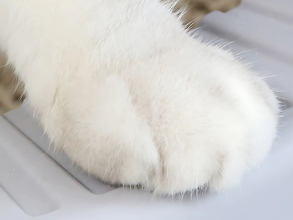 NYITOTT ALOMTÁLCA, NAGY, TÖMÖR, LAPÁTOS, MAGAS PEREMMEL