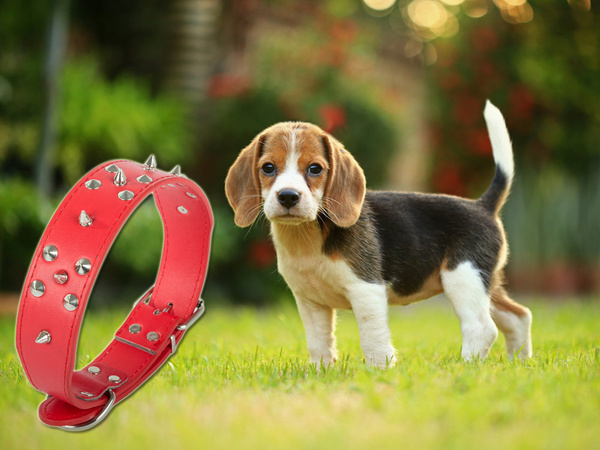 Obojek s cvočky z eko kůže nastavitelný xl