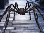 Halloween spinne riesen tarantula dekoration