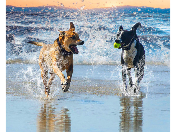 Elektriline koera treeningkaelarihm 800m kaugjuhtimispult