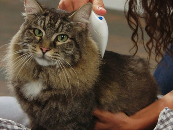 Peine antipulgas eléctrico denso para perro gato