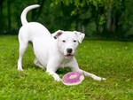 Spielzeug für hund katze gummi-quietscher kauen gummi knospe quietscher