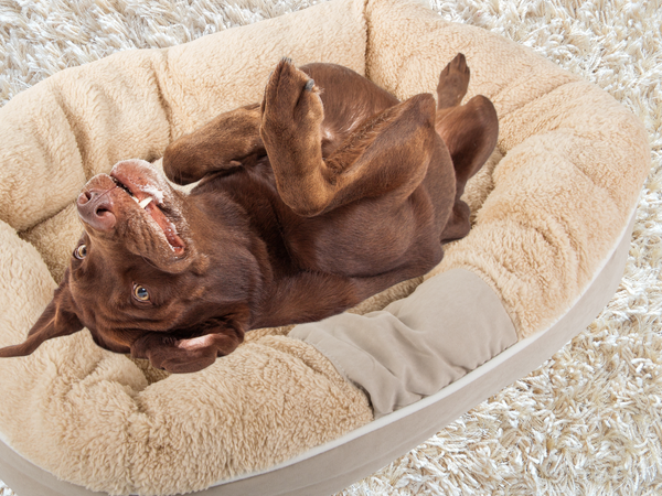 Plyšová posteľ pre psa mäkký vankúš gauč posteľná bielizeň nadýchaná