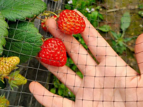 Paukščių tinkleliai paukščių tinkleliai stiprūs 4x10