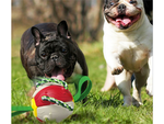 Jouet pour chien frisbee balle disque volant jouet à mâcher