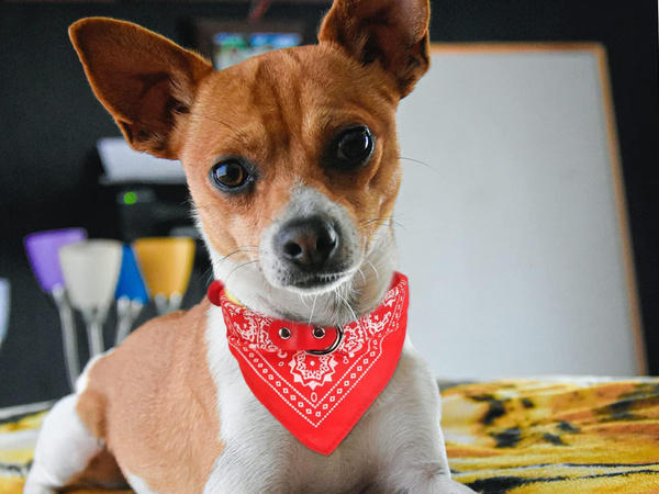 Dog collar with bandanna for dog cat l