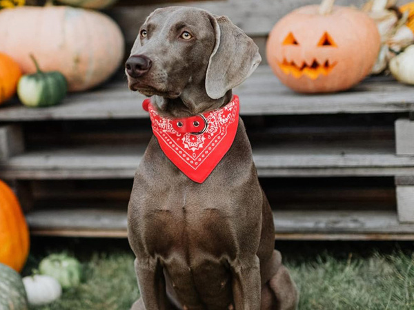 Dog collar with bandanna for dog cat l