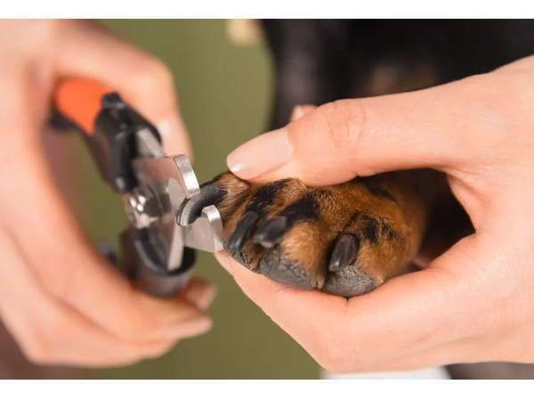 Dog claw clippers cat claw clippers scissors with locking claws