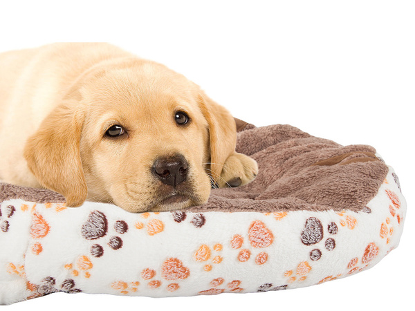 Puhasta pasja postelja mačja postelja mehka 60cm