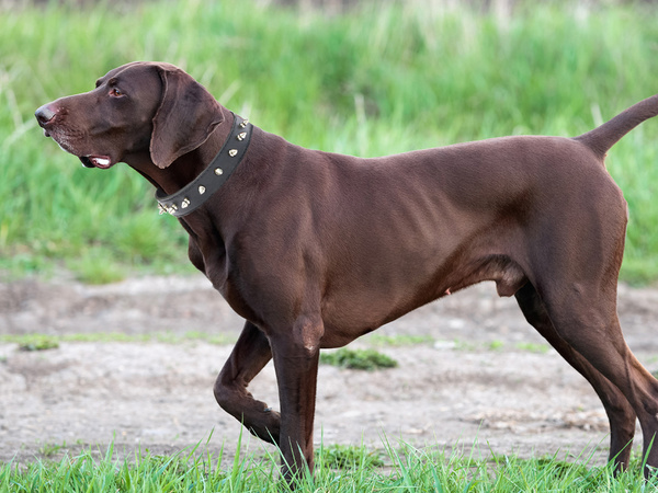 Guler de câine cu crampoane eco piele reglabil l