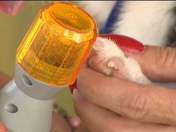 Krallenfeile krallenschleifer für hund katze