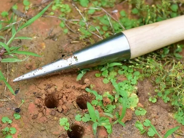 Púa para plantar bulbos brocheta de jardín medida de madera