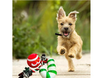 Satz von hundespielzeug hund kauen tugger 3 stück mix spielzeug urlaub geschenk