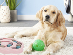 Erzieherisches hundespielzeug logisches leckerbissen-spiel olfaktorisches puzzlespiel