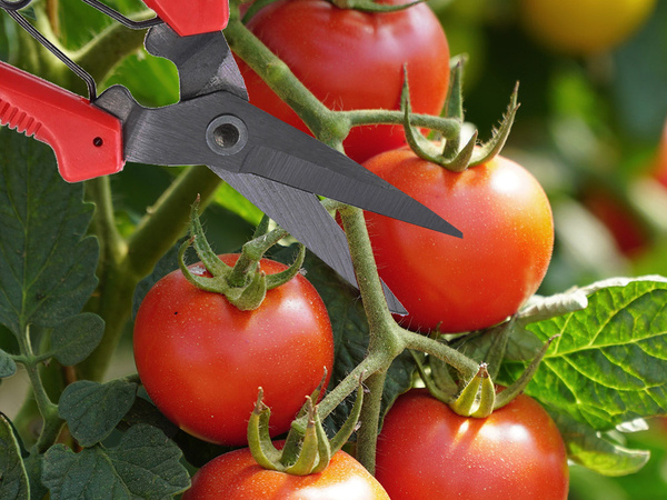 Sécateur à main sécateur pour arbustes sécateur pour plantes herbacées