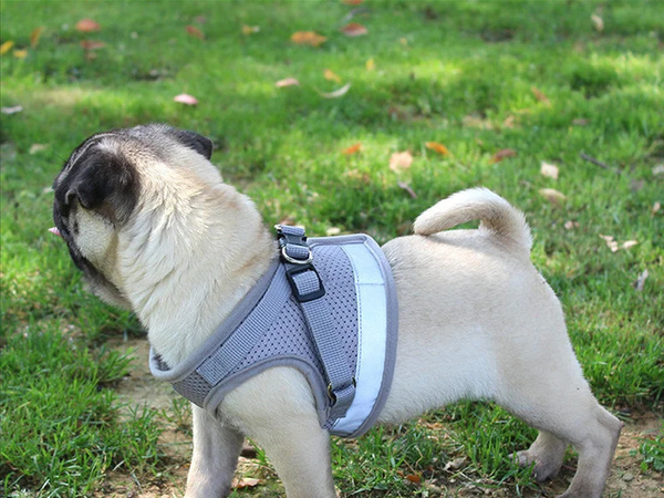 Strumpfband ohne druck für hund katze kaninchen weich stark reflektor m