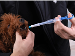 Tablet drug applicator milk syringe dispenser feeder