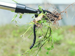 Outil d'arrachage de mauvaises herbes extracteur extracteur
