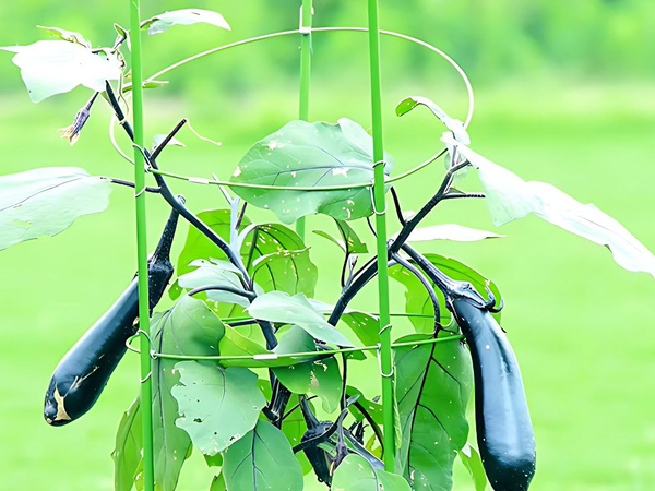 Květinový kroužek podpora rostlin kulatý stabilní žebřík