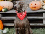 Dog collar with bandanna for dog cat l