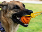 Perro juguete masticar tirar de la cuerda fuerte de largo