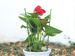 Flower ring plant support round stable ladder