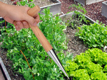 Plantare alege pentru plantarea bulbilor grădină skewer măsură din lemn