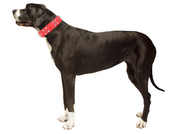 Guler de câine cu crampoane piele ecologică reglabil xl