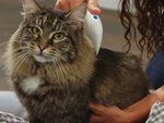 Electric flea comb dense for dog cat