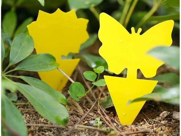 Yellow pot stickers yellow sticky for scale insects fruit flies 12 pcs