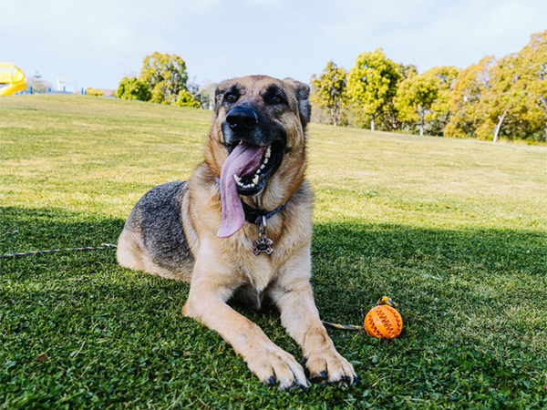 Perro juguete masticar tirar de la cuerda fuerte de largo