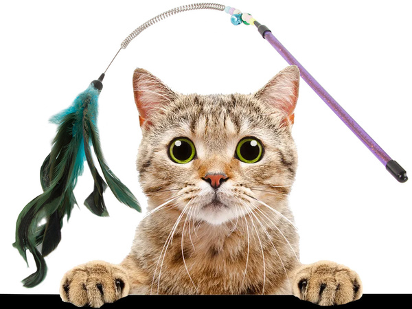 Jouet pour chat canne à pêche plume hochet jouet