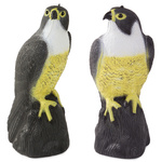 Falcon bird deterrent starlings pigeons mice large